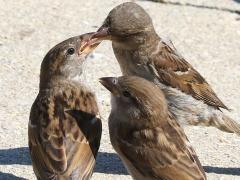 (House Sparrow) female feeding chicks