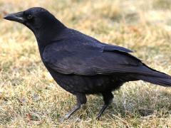 (American Crow) walking