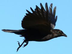 (American Crow) flying upstroke