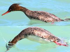 (Red-breasted Merganser) female diving