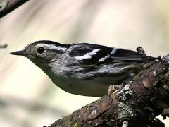(Black-and-white Warbler) female