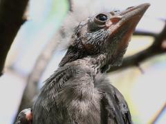 (Common Grackle) chick