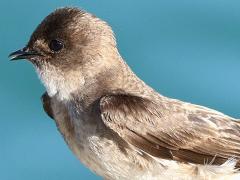 (Northern Rough-winged Swallow) standing