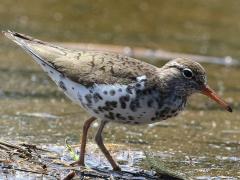 (Spotted Sandpiper) standing