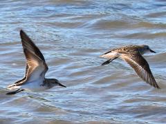 (Semipalmated Sandpiper) flying