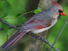 (Northern Cardinal) female