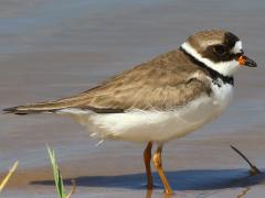 (Semipalmated Plover) chilling