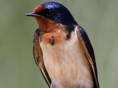(Barn Swallow) male