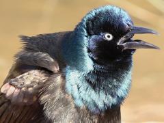 (Common Grackle) male calling