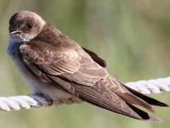 (Northern Rough-winged Swallow) perching