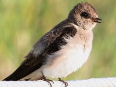 (Northern Rough-winged Swallow) calling