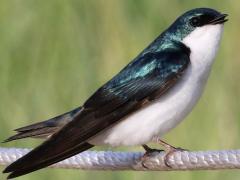 (Tree Swallow) male calls