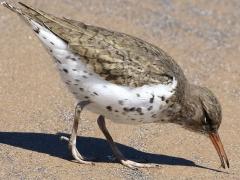 (Spotted Sandpiper) foraging