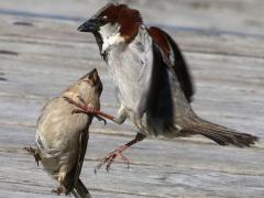 (House Sparrow) dance