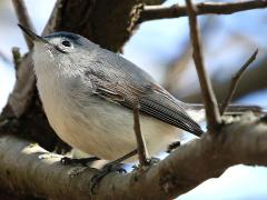 (Blue-gray Gnatcatcher) male perching