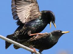 (European Starling) mating