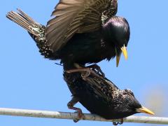 (European Starling) mating cloacal kiss