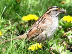 (White-throated Sparrow) feeding