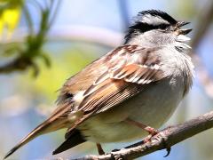 (White-crowned Sparrow) singing