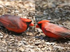 (Northern Cardinal) males display