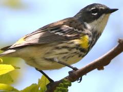(Yellow-rumped Warbler) female perched
