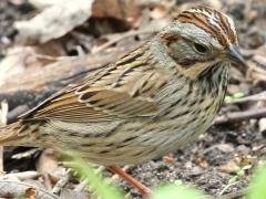 (Lincoln's Sparrow) standing