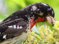 (Rose-breasted Grosbeak) male feeds