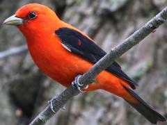 (Scarlet Tanager) male perching