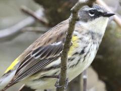 (Yellow-rumped Warbler) female perching