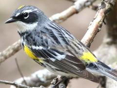 (Yellow-rumped Warbler) male perching