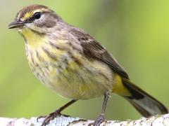 (Palm Warbler) nonbreeding calls