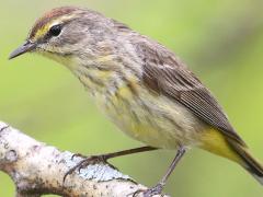 (Palm Warbler) nonbreeding profile