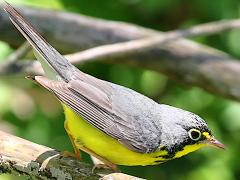 (Canada Warbler) male perching