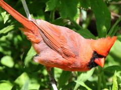 (Northern Cardinal) male perching