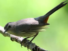 (Gray Catbird) perching