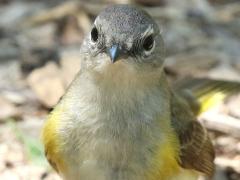 (American Redstart) male juvenile front