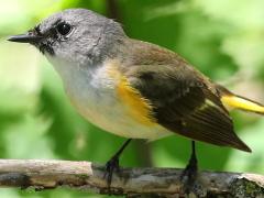 (American Redstart) male juvenile profile