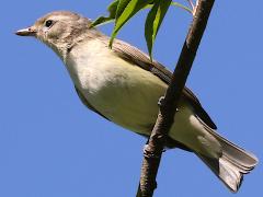 (Warbling Vireo) perched