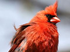 (Northern Cardinal) male
