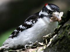 (Downy Woodpecker) male feeding