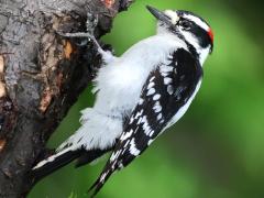 (Downy Woodpecker) male perching