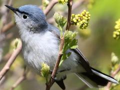 (Blue-gray Gnatcatcher) male