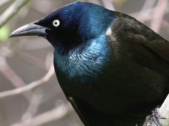 (Common Grackle) perching