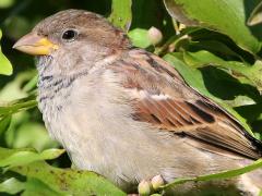 (House Sparrow) male juvenile
