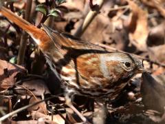 (Fox Sparrow) litter