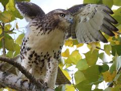 (Red-tailed Hawk) juvenile flaps
