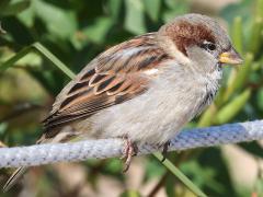 (House Sparrow) male perching