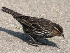 (Red-winged Blackbird) female forages