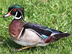 (Wood Duck) male