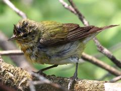 (Tennessee Warbler) perching